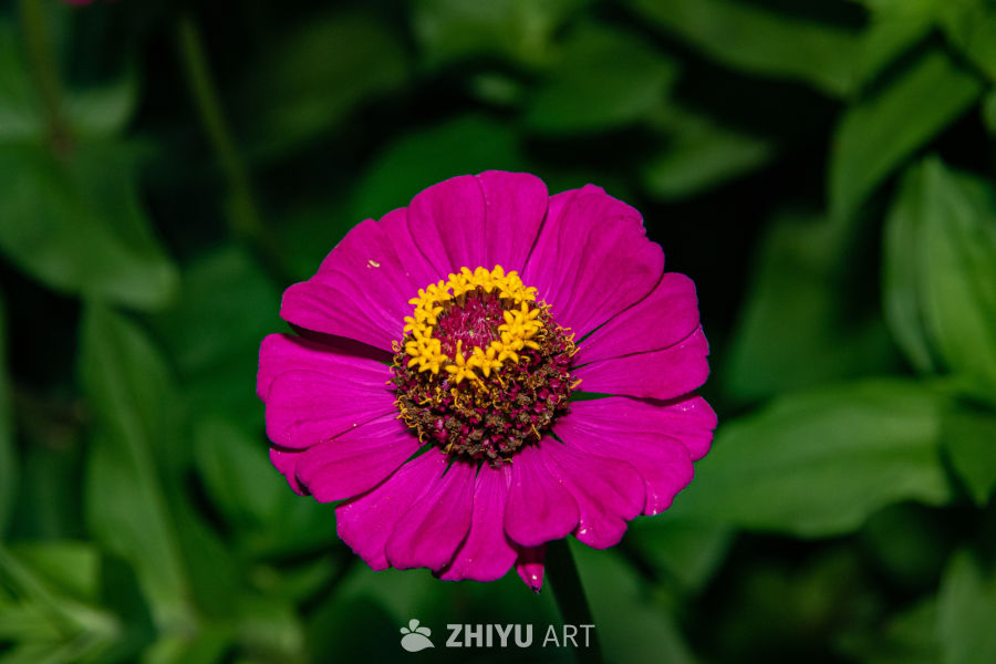 中药材与药材花 58