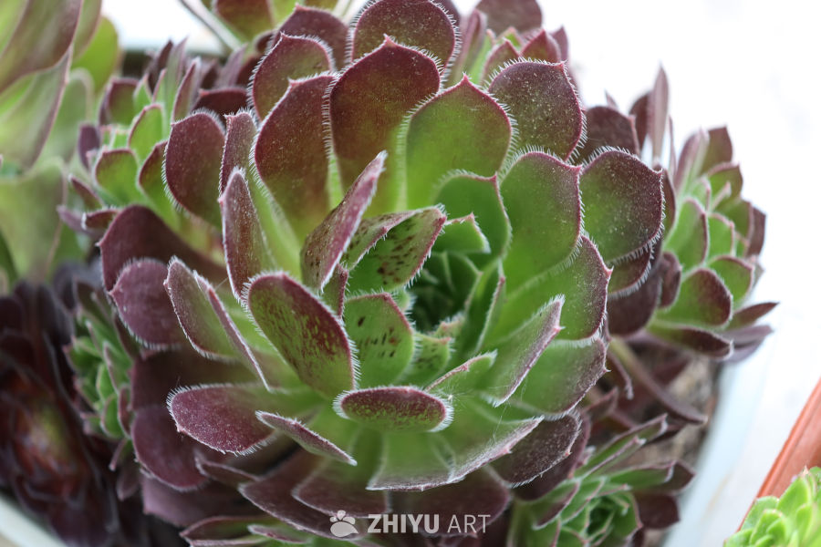 多肉植物的自然之美