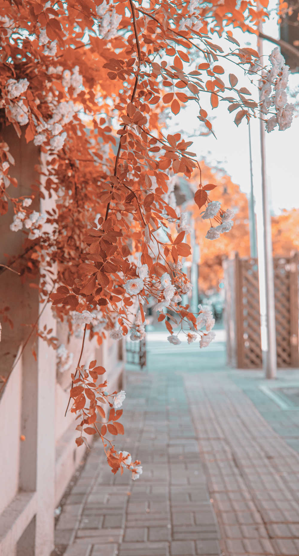 五大道·春花