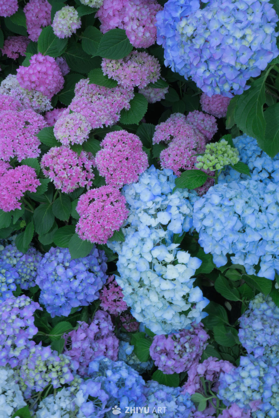 绚烂绣球花海