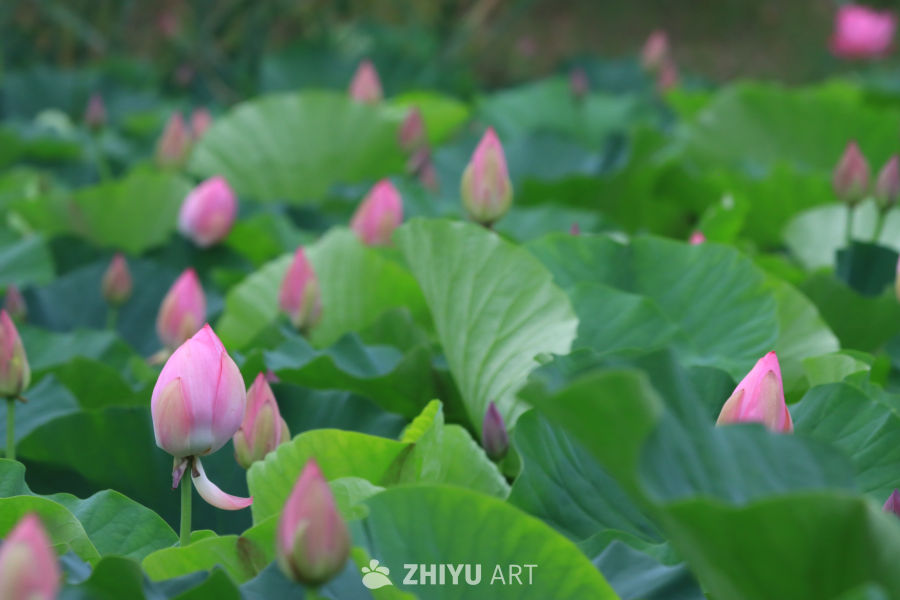 荷花 78