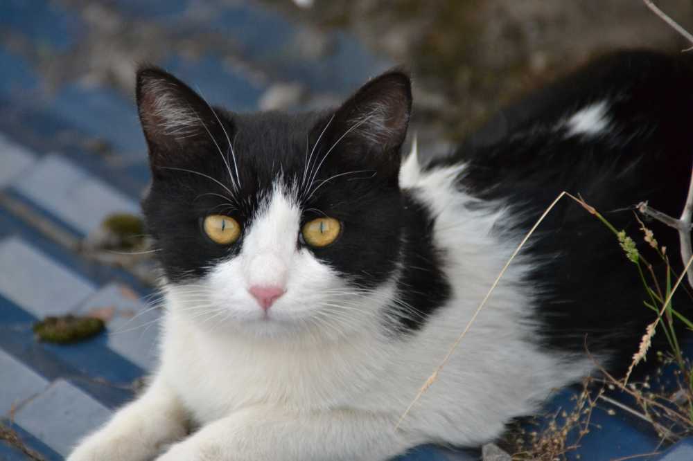 猫
