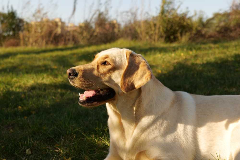 拉布拉多犬