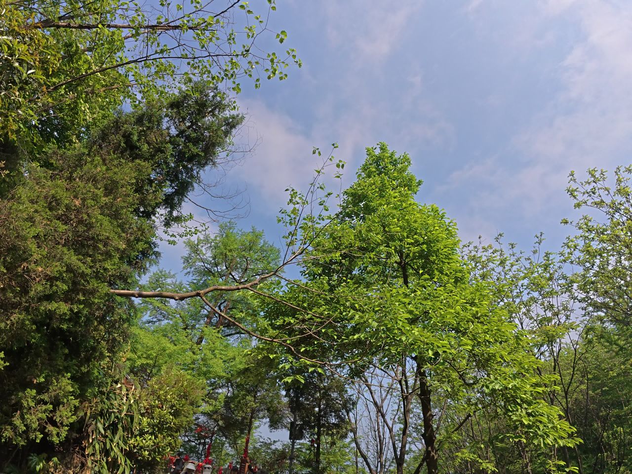森林中的古寺之旅