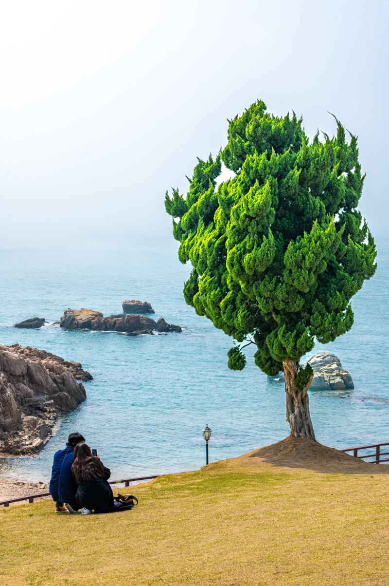 青岛小麦岛