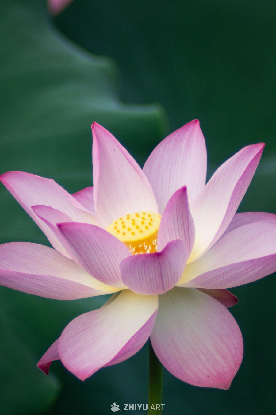 荷花 8