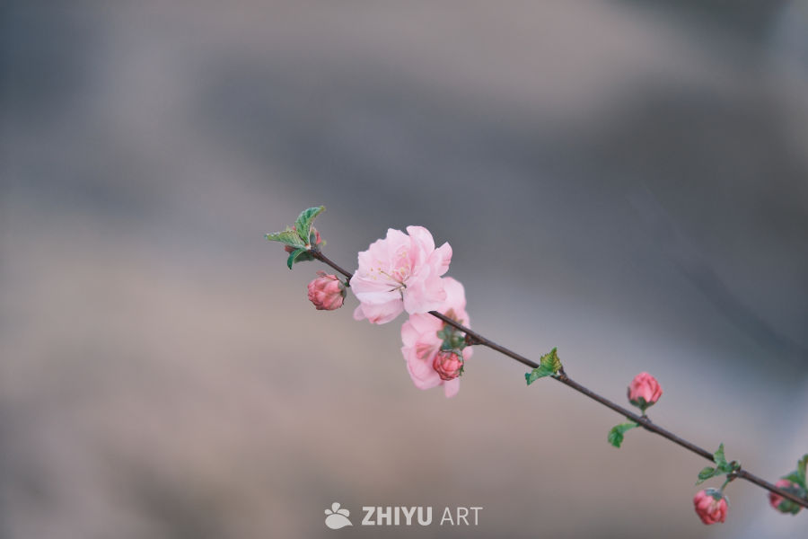 一支独秀 7