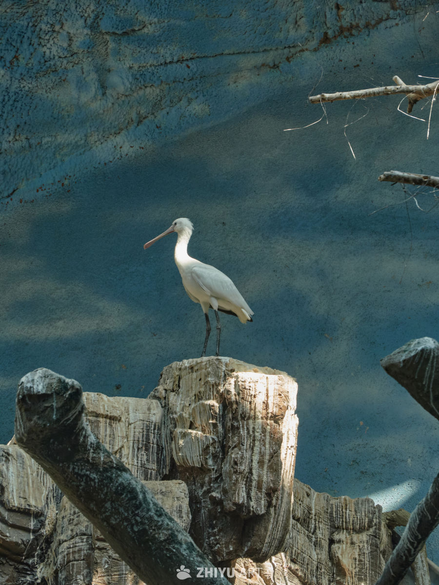 白琵鹭立于树桩之上
