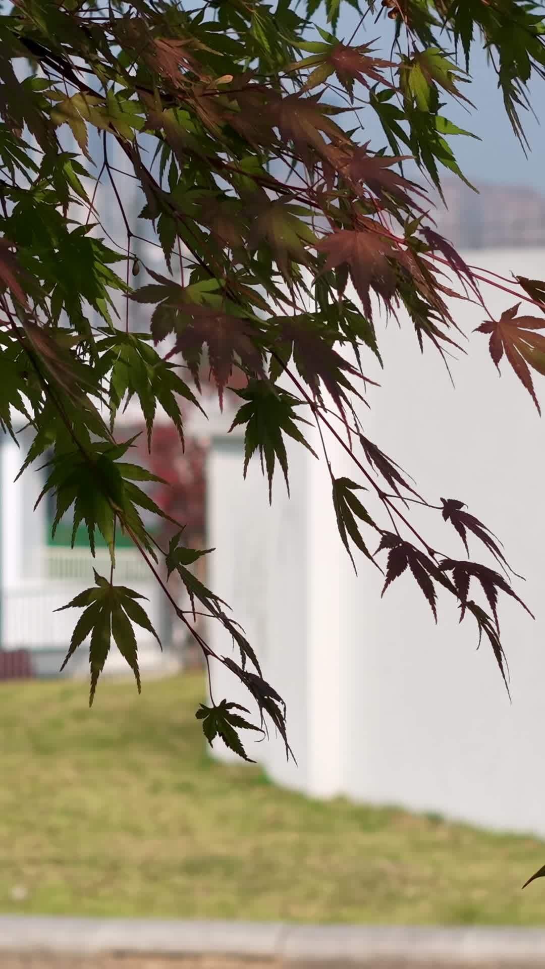 秋日枫叶静谧景