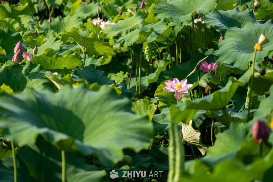荷花 91