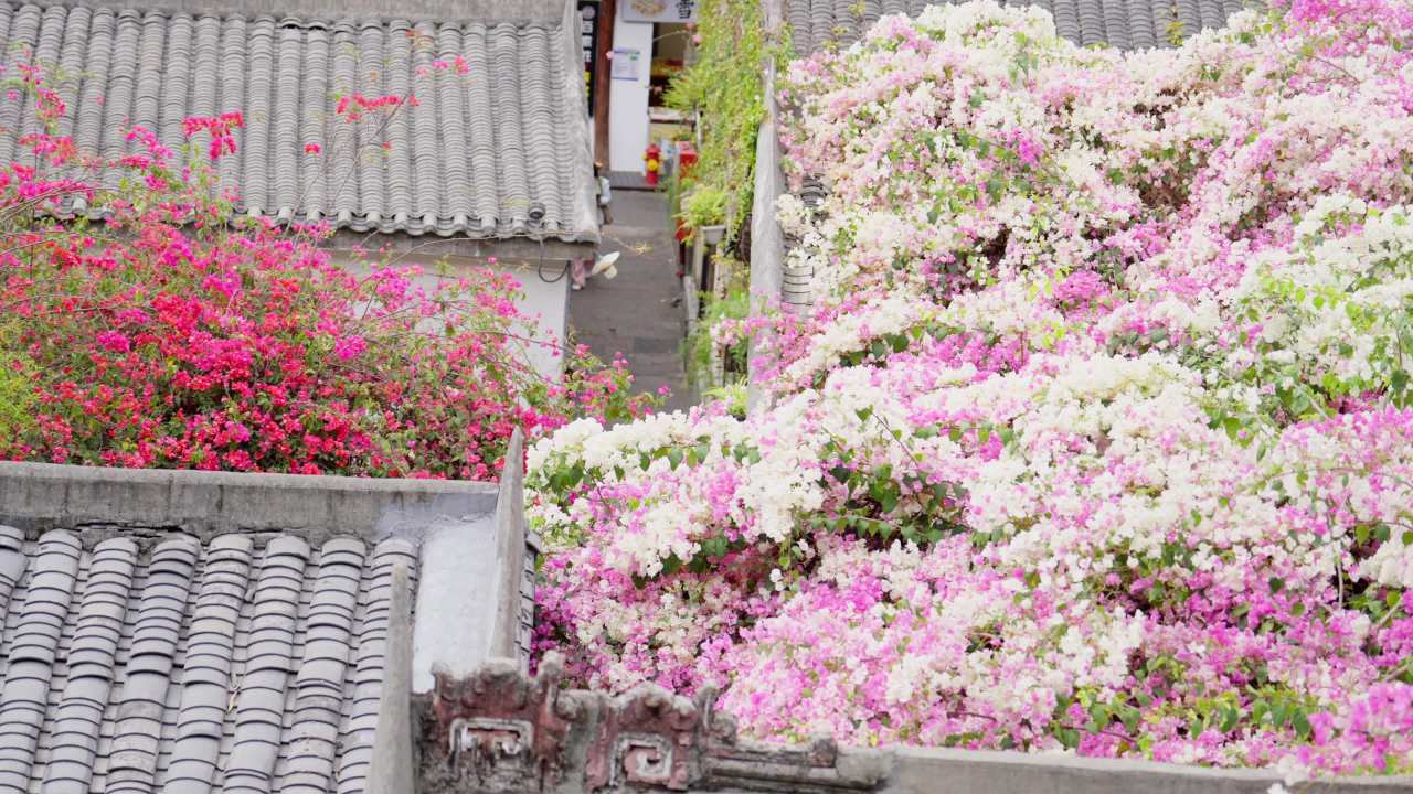行人路过三角梅
