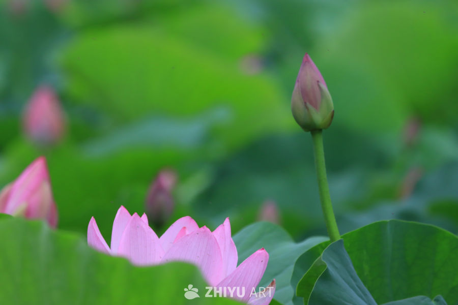荷花 83