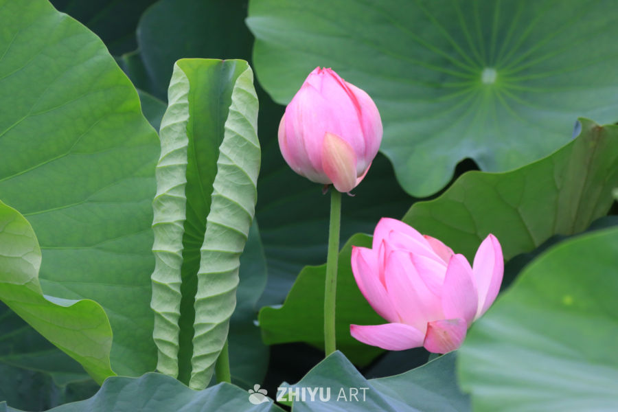 荷花 40