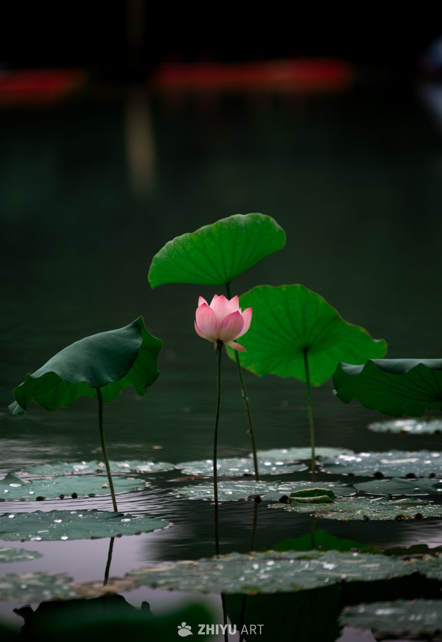 荷花 8