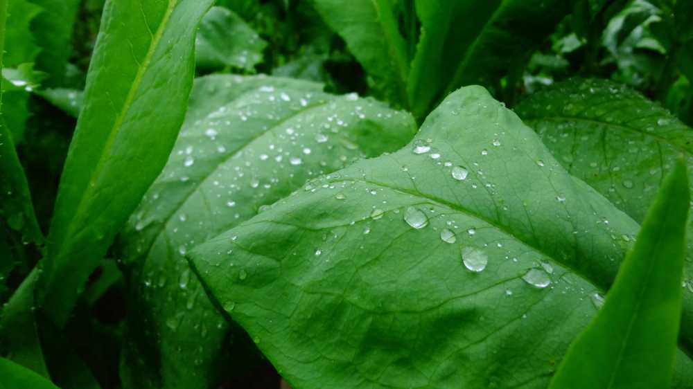 雨后的油麦菜