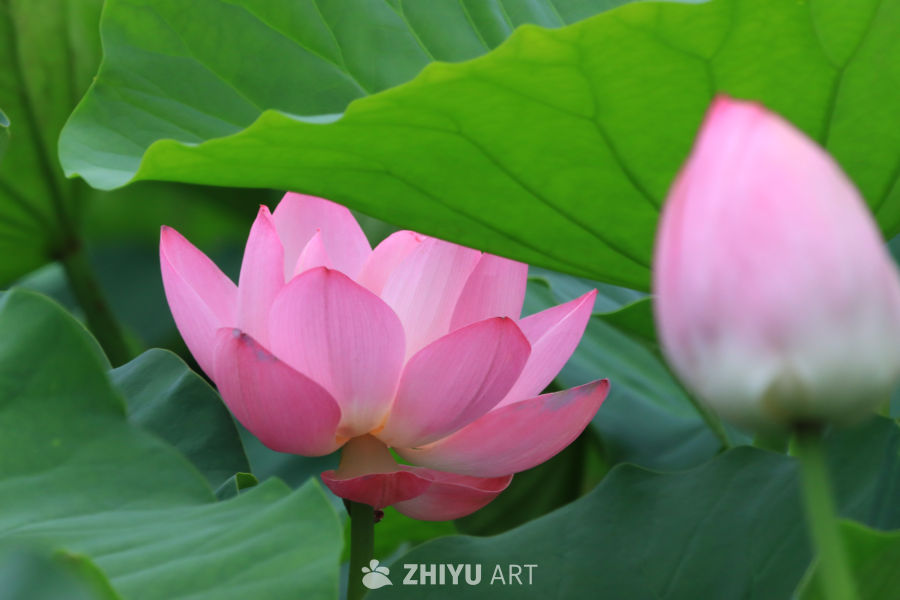 荷花 73