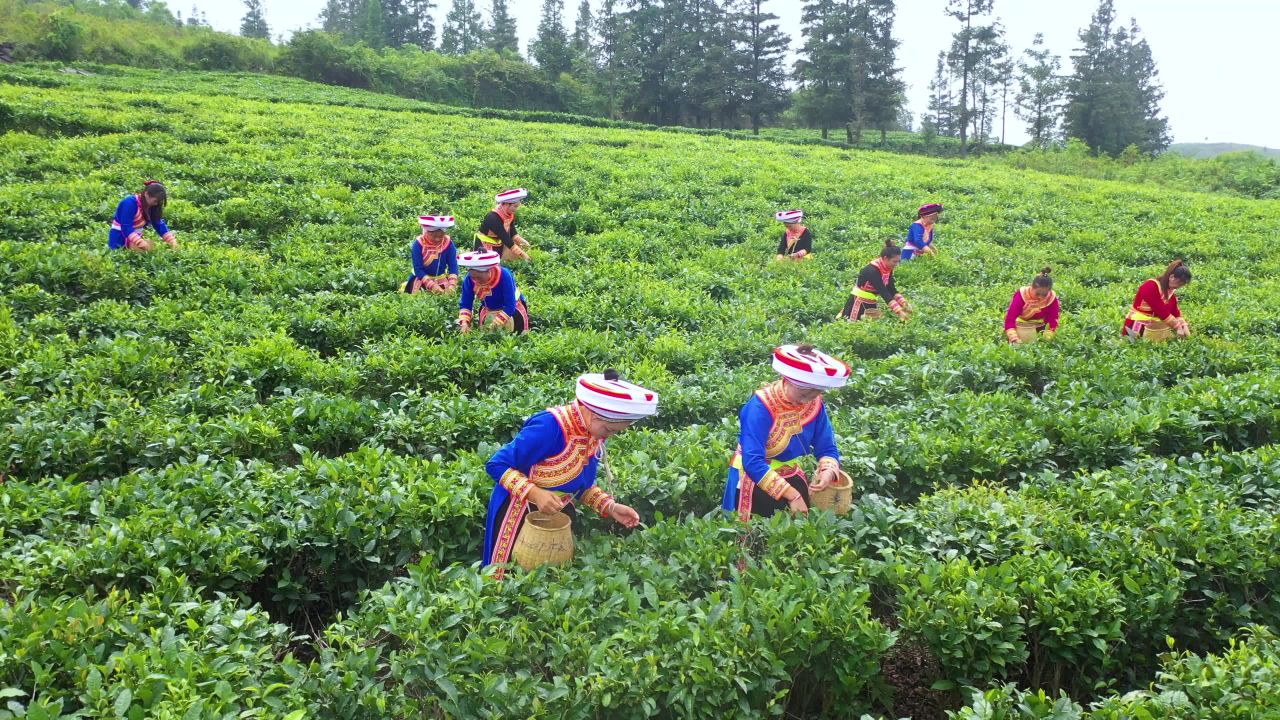 彝族姑娘茶山采茶茶园茶山乡村振兴航拍