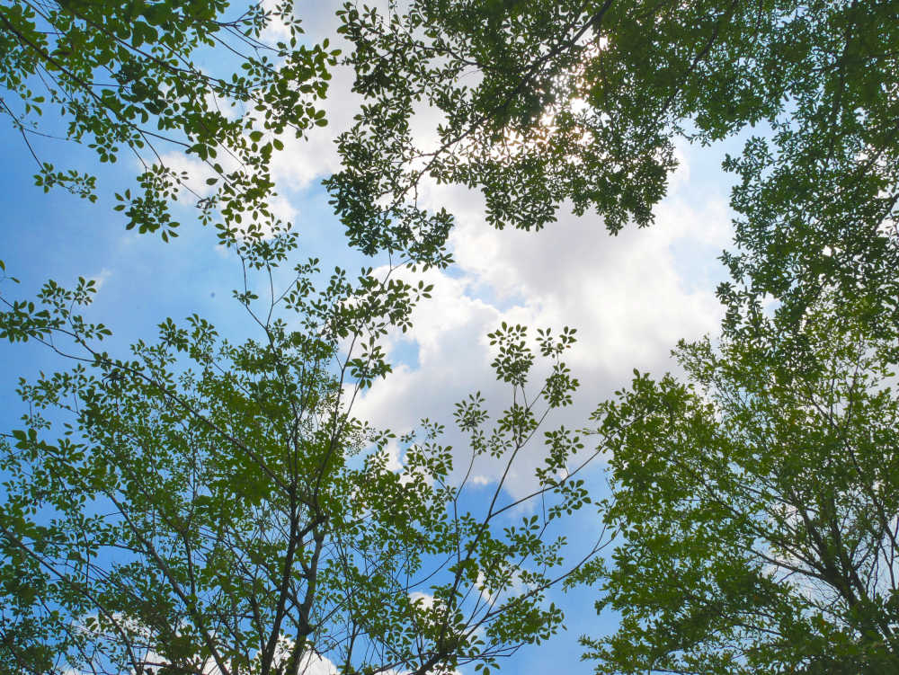 树间的天空