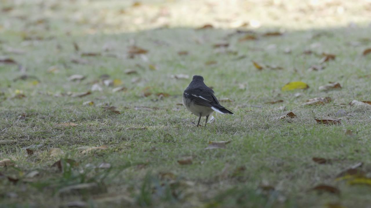 杨府山公园观鸟 41