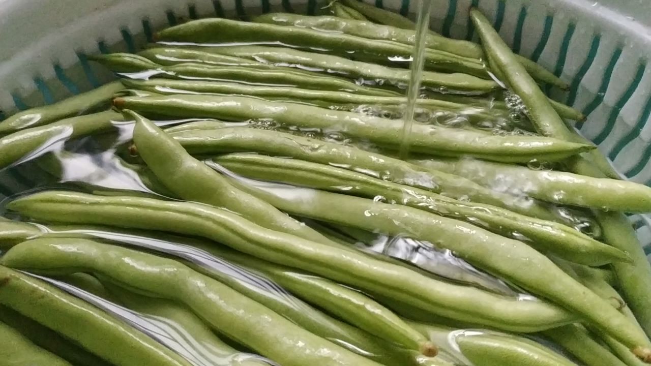 四季豆清洗4