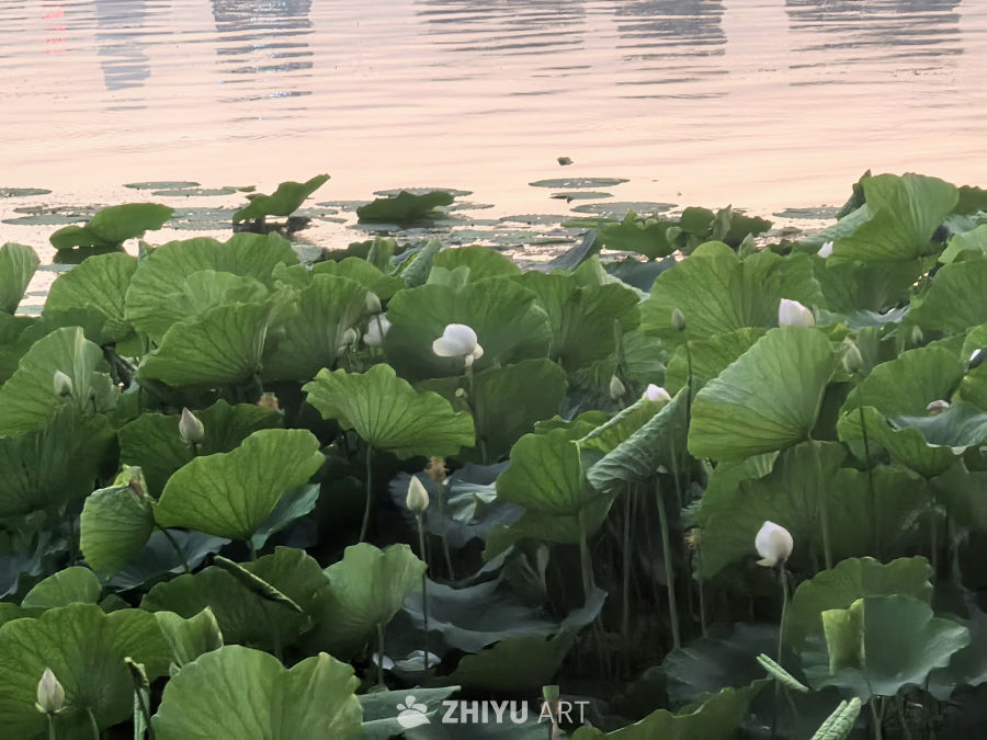 漫步东湖风景区，领略浓郁楚风楚韵