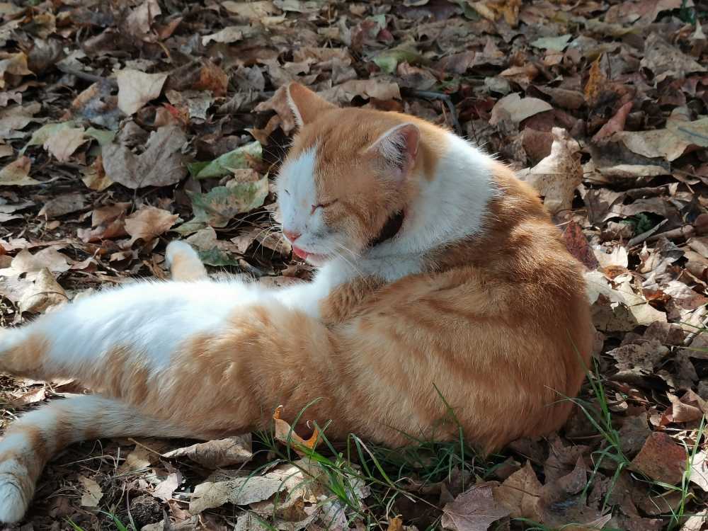 猫