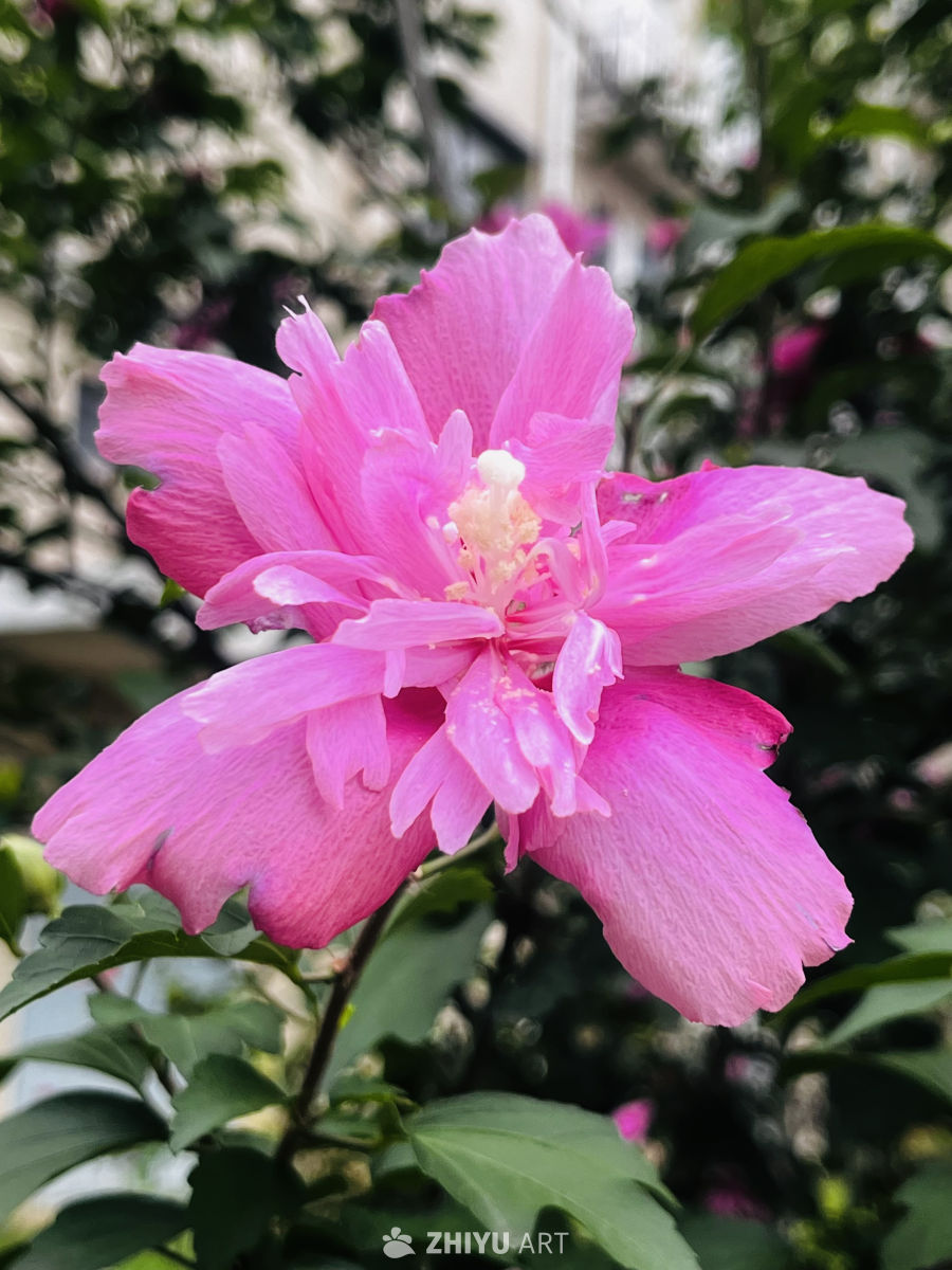 绽放的粉色花海