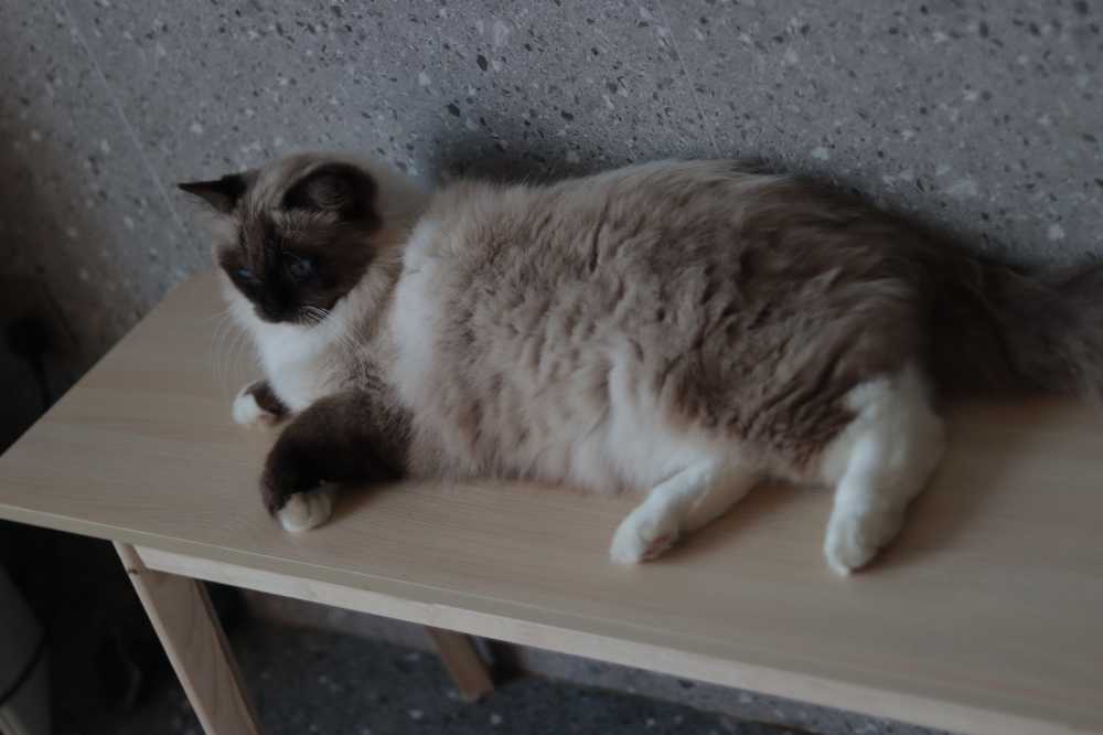 猫