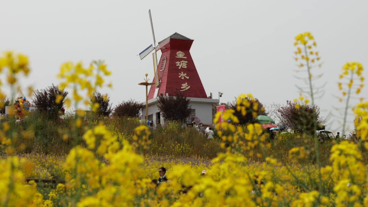 金色花海 12