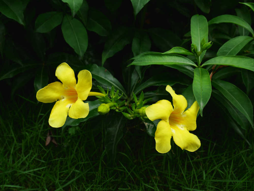 两朵软枝黄蝉花