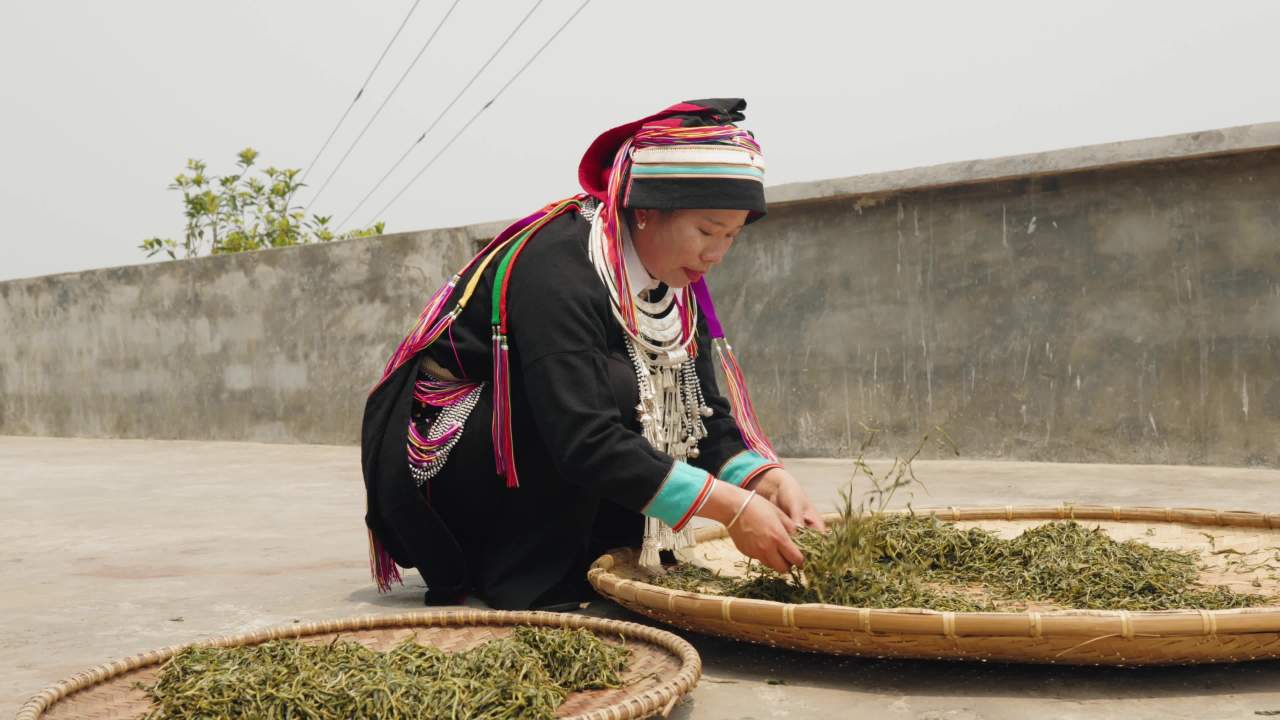 传统服饰下的茶叶加工