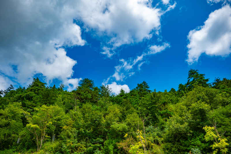 大山里的美景 16