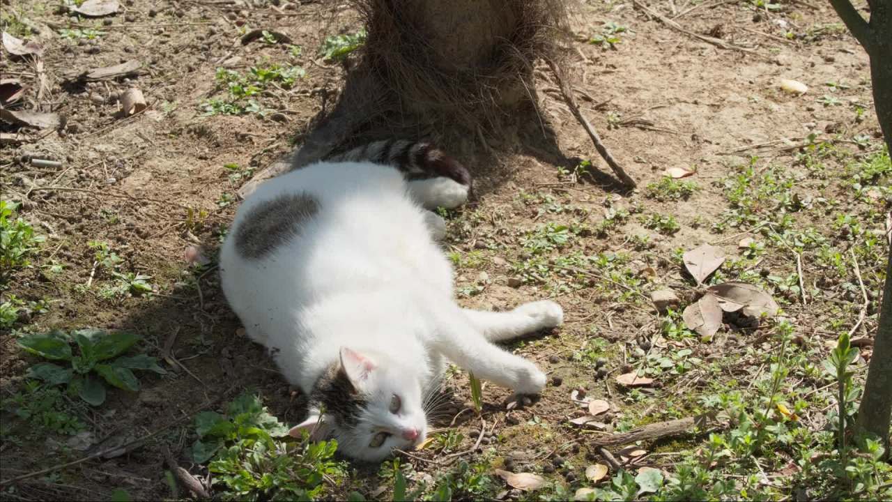 公园的小猫咪流浪猫 28