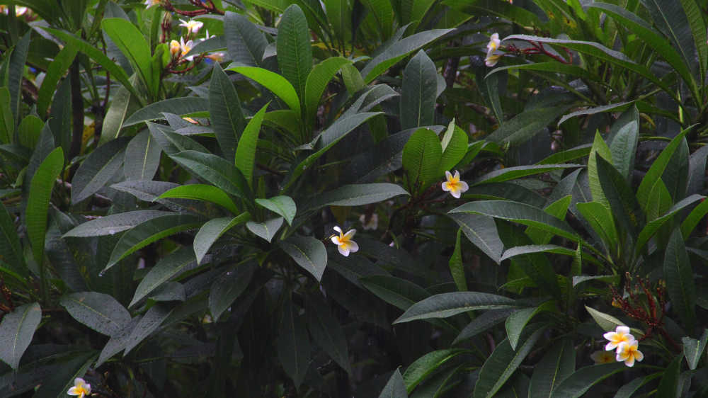 雨中鸡蛋花树