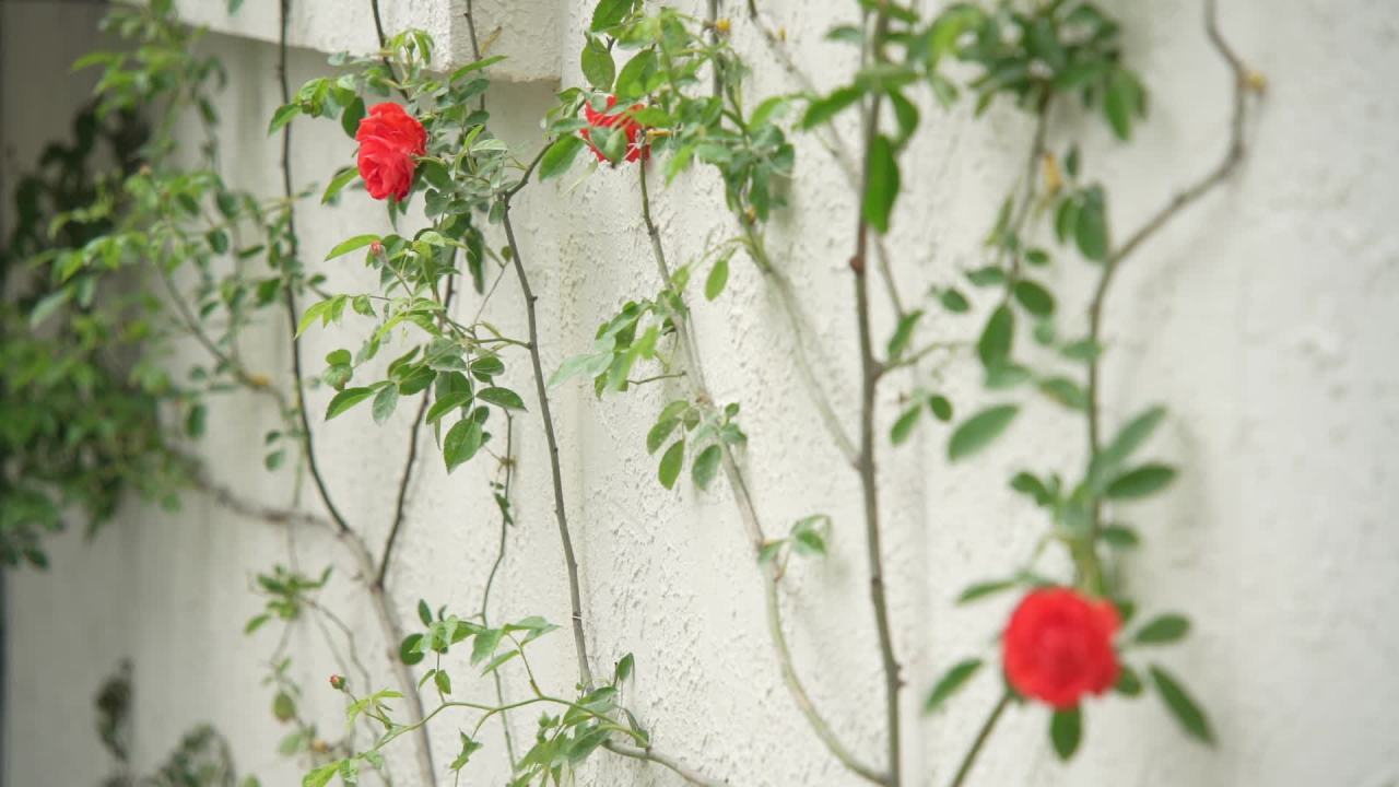 园林里的花花草草 9