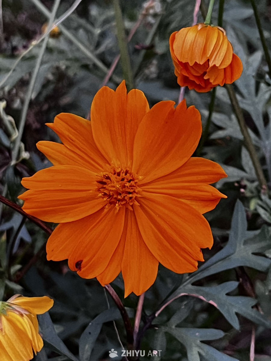 橙色花海的宁静时光