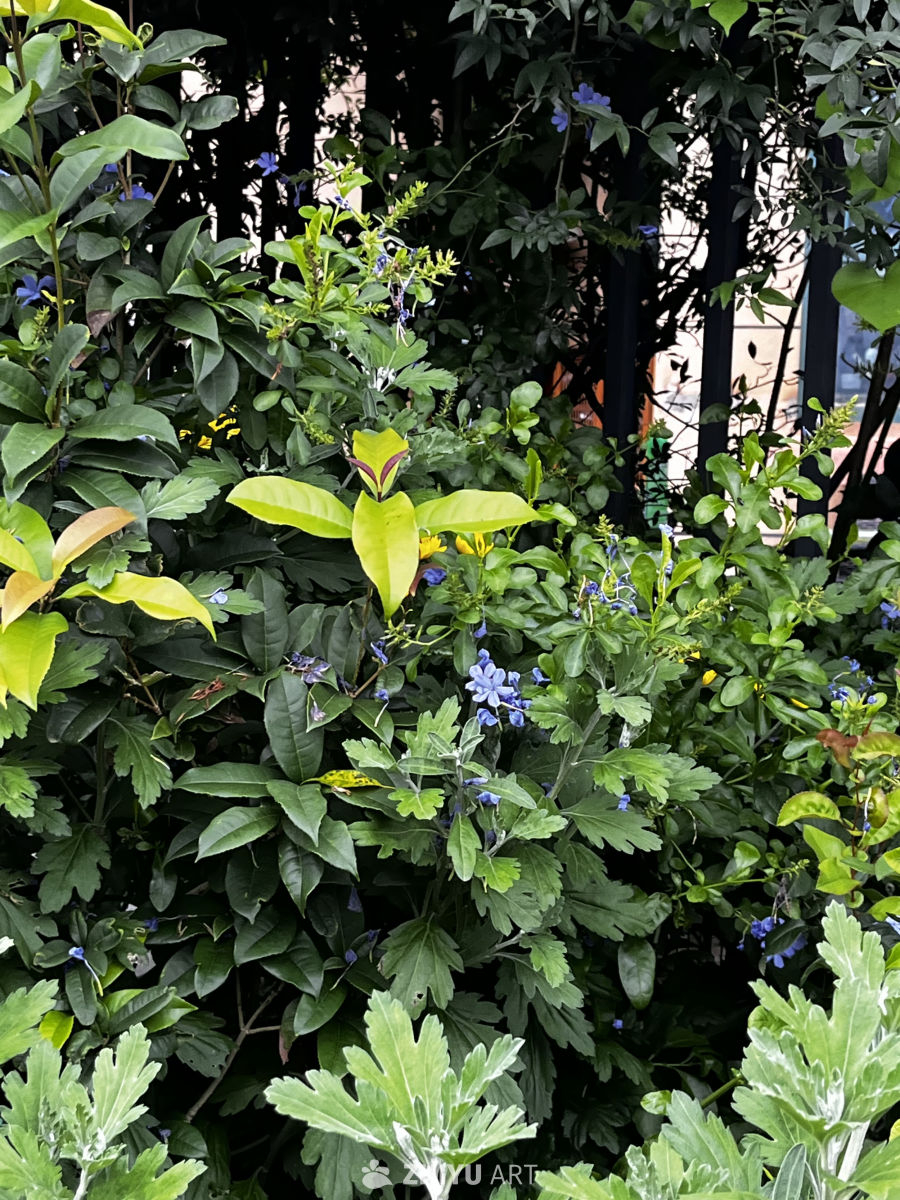 绿意盎然的花园一角