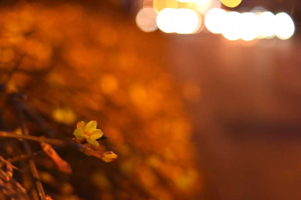 迎春花