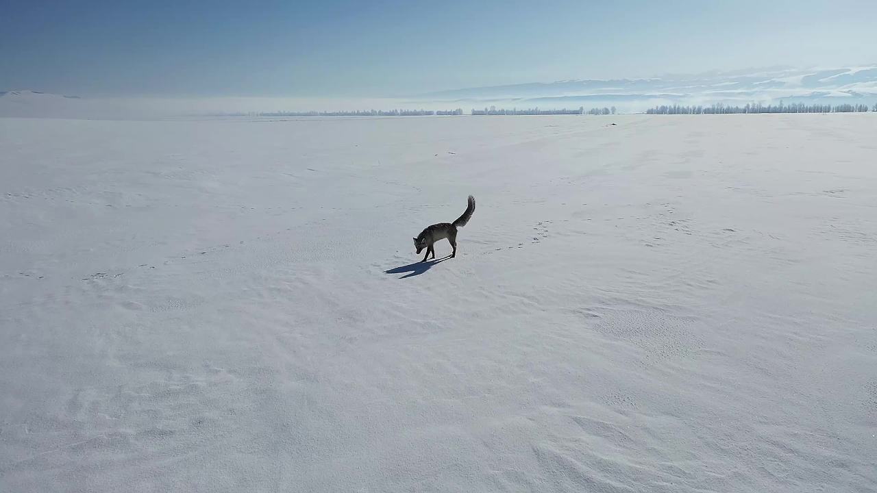 雪地里的狐狸