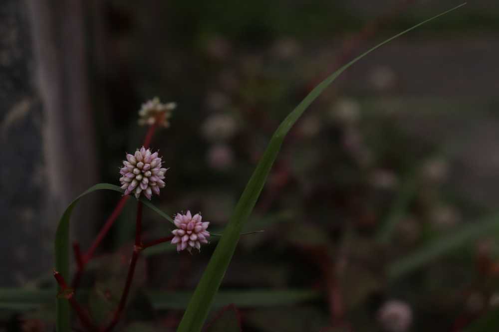 小紫花