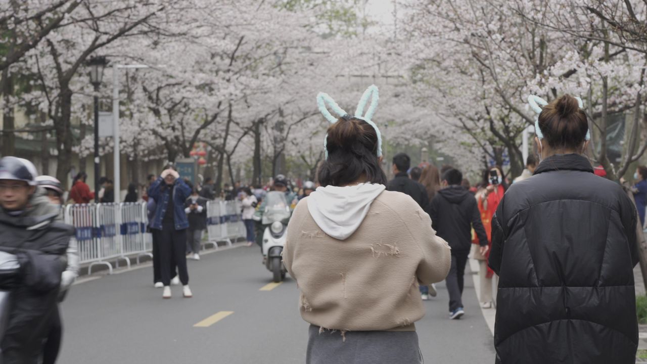 南京樱花拍摄