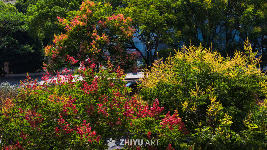 春日花树美景