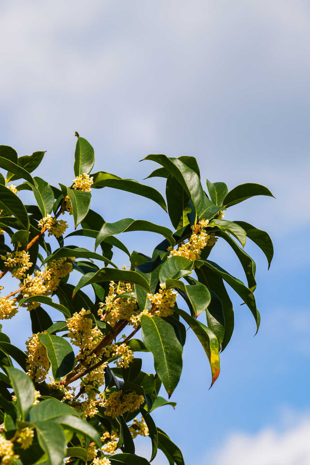 桂花