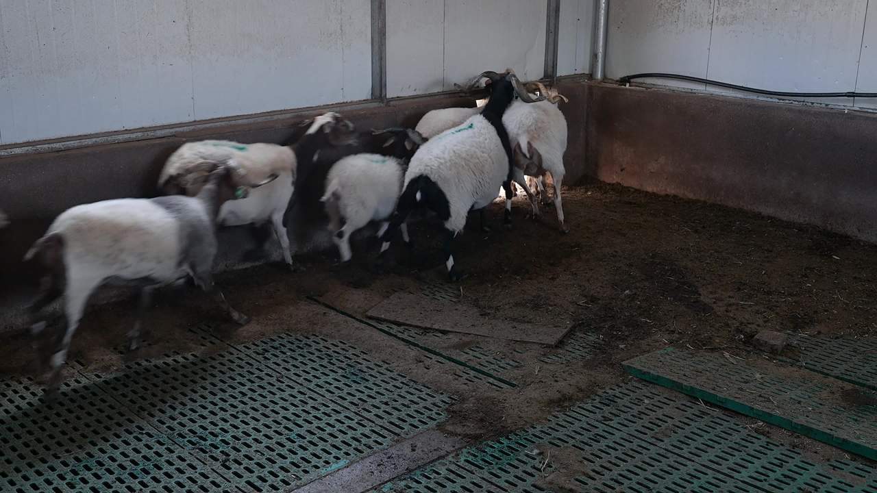 兽医团队给羊群做防疫