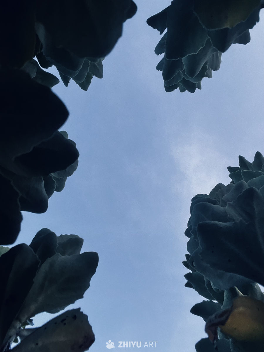 仰望天空的植物