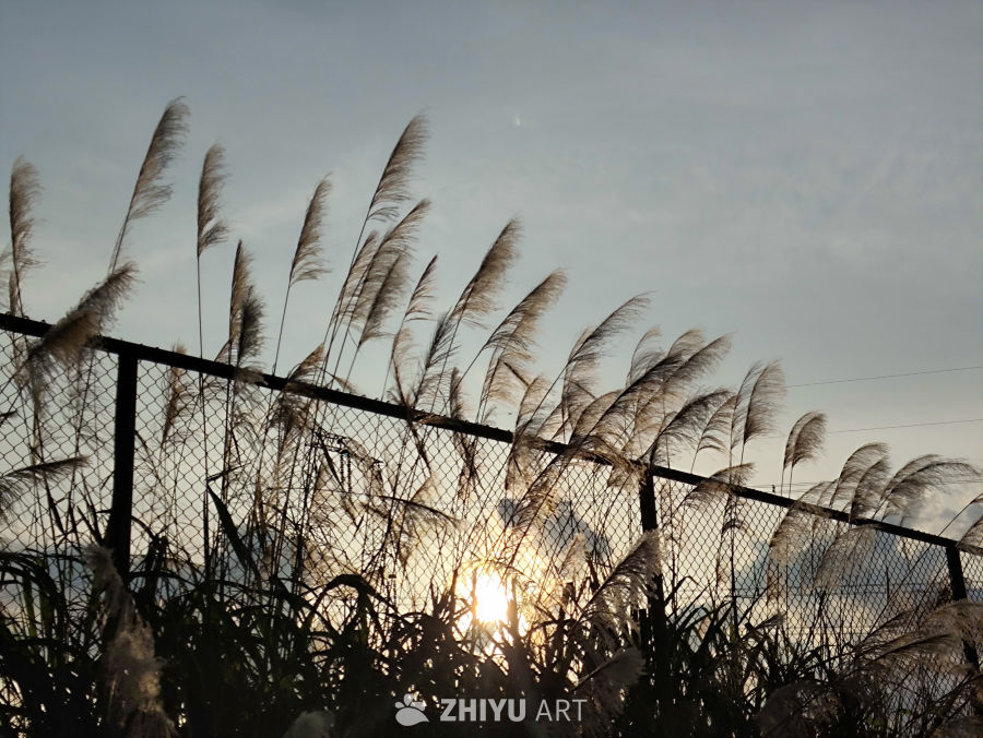 芦苇与夕阳的静谧时光