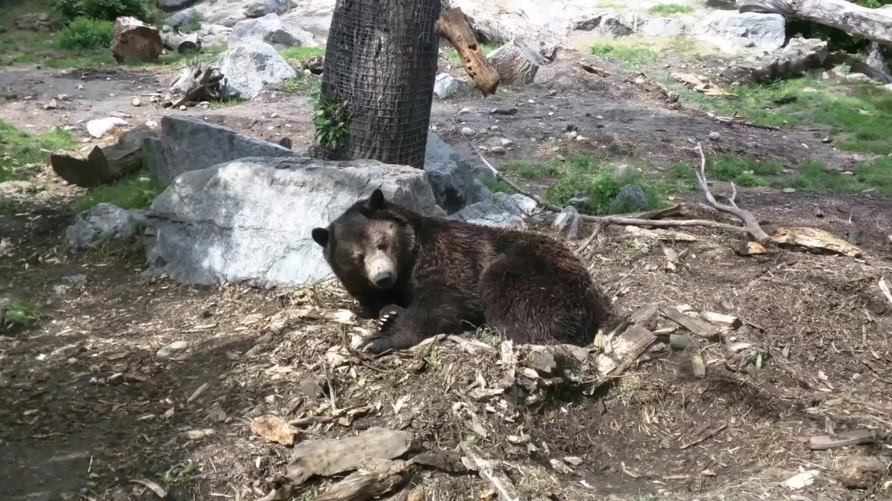熊自然睡眠休息