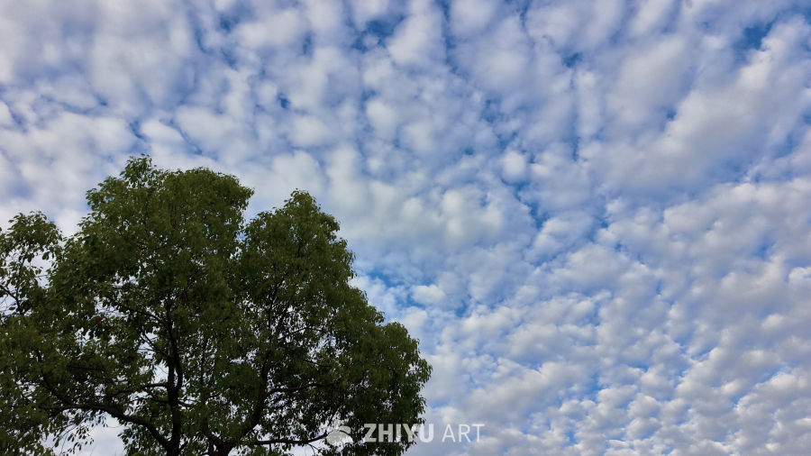 绿树与天空