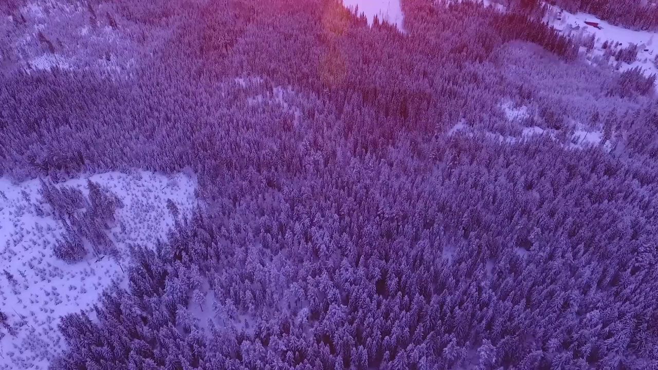 森林上午冬天日出