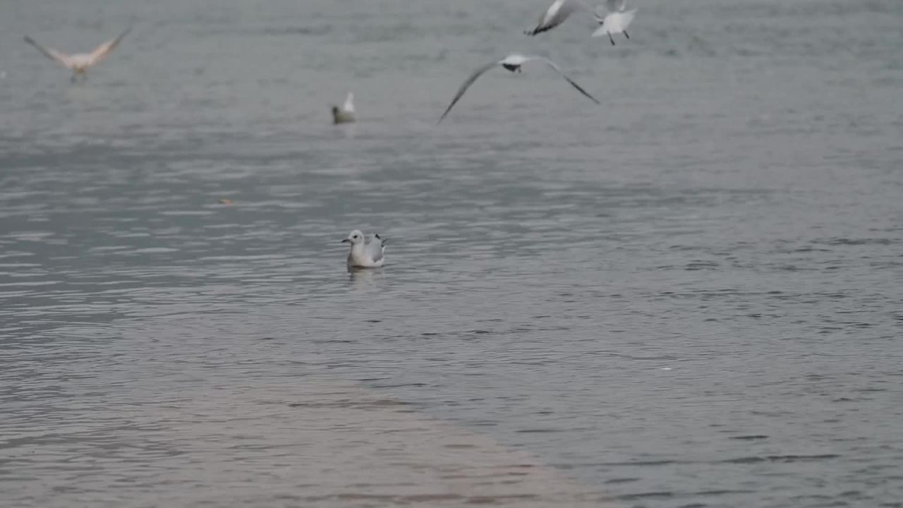 海鸥飞翔的宁静时刻